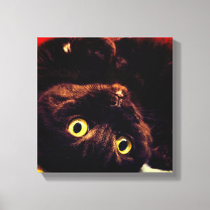 Toile Cute écossaise plié Munchkin chat