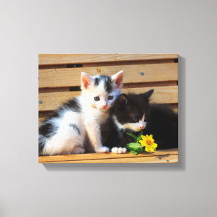 Toile Cute Kittens Fleurs Chat Photo