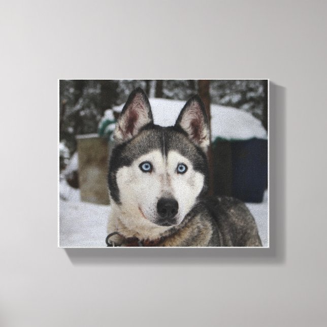 Toile Cute Siberian Husky (Recto)