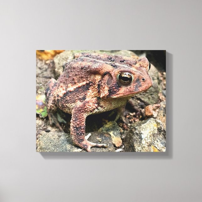 Toile Cute Southern Toad Close Up (Recto)