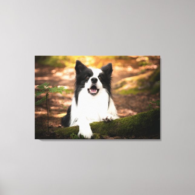 Toile Cutest Baby Animals | Black and White Border Colli (Recto)