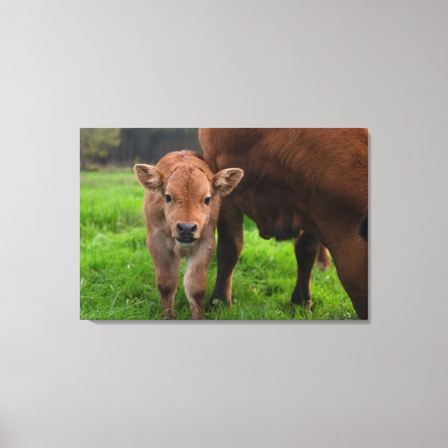 Toile Cutest Baby Animals | Cow & Calf (Recto)