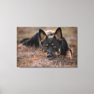 Toile Cutest Baby Animals   German Shepherd Puppy
