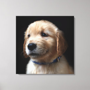 Toile Cutest Baby Animals   Golden Retriever Puppy
