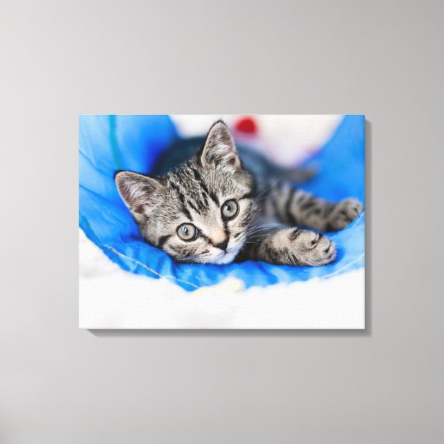 Toile Cutest Baby Animals | Tabby Kitten in Play Tunnel (Recto)