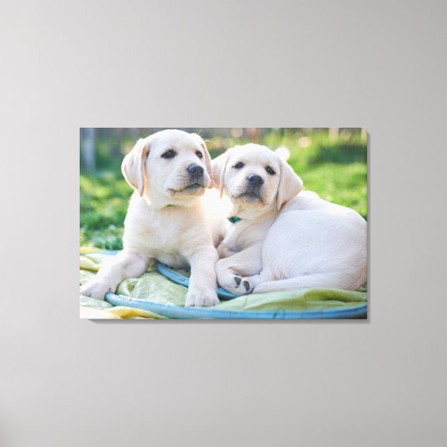 Toile Cutest Baby Animals | Yellow Labrador Retrievers (Recto)