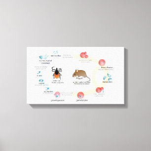 Toile Cycle de vie de microti de Babesia de diagramme de