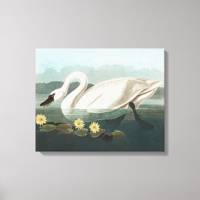 Toile cygne audubon cygnes d'eau blanche (Recto)