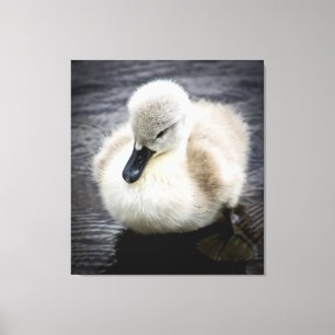 Toile Cygne bébé Cygnet