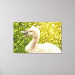 Toile Cygnet de cygne muet