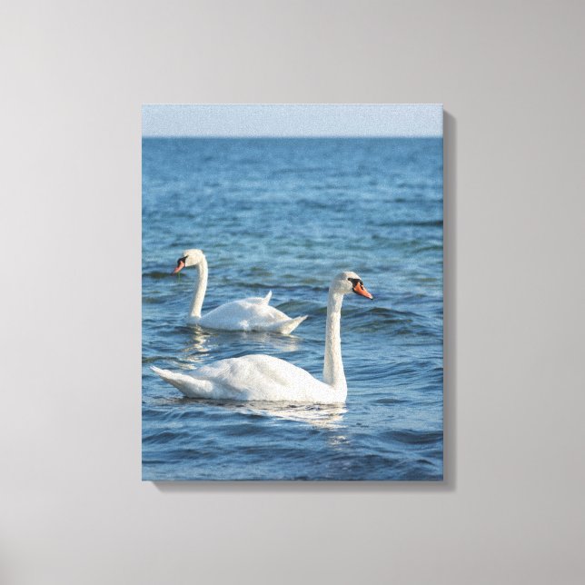 Toile Cygnus cygne blanc (Recto)