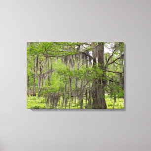 Toile Cypress dans le marais de Louisiane