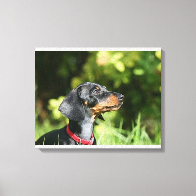 Toile Dachshund noir et tan Miniture 3 (Recto)