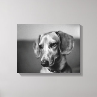 Toile Dachshund sensible