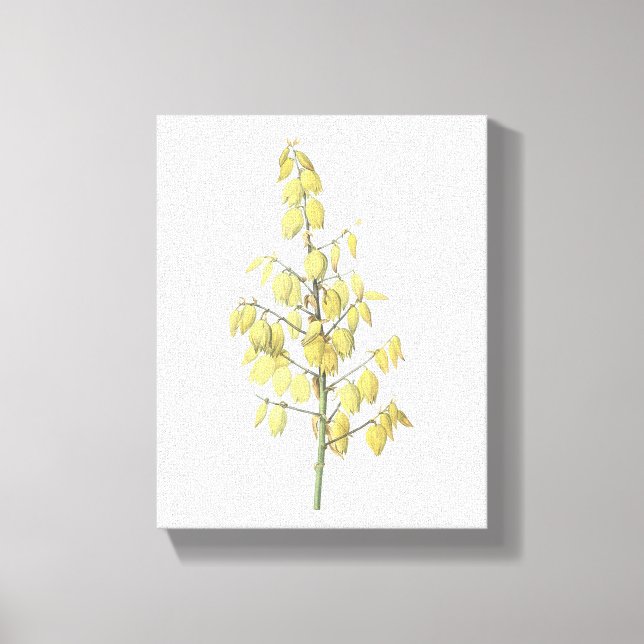 Toile Dagger espagnol (Yucca gloriosa) par Redouté (Recto)