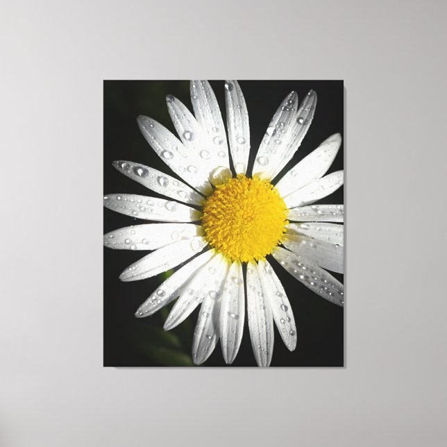 Toile Daisy (Recto)