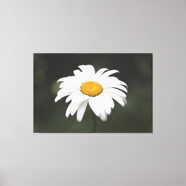 Toile Daisy Canvas Art (Recto)