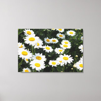 Toile Daisy Days Stretted Canvas Print