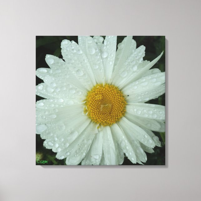 Toile Daisy Dream Stretched Canvas Print (Recto)