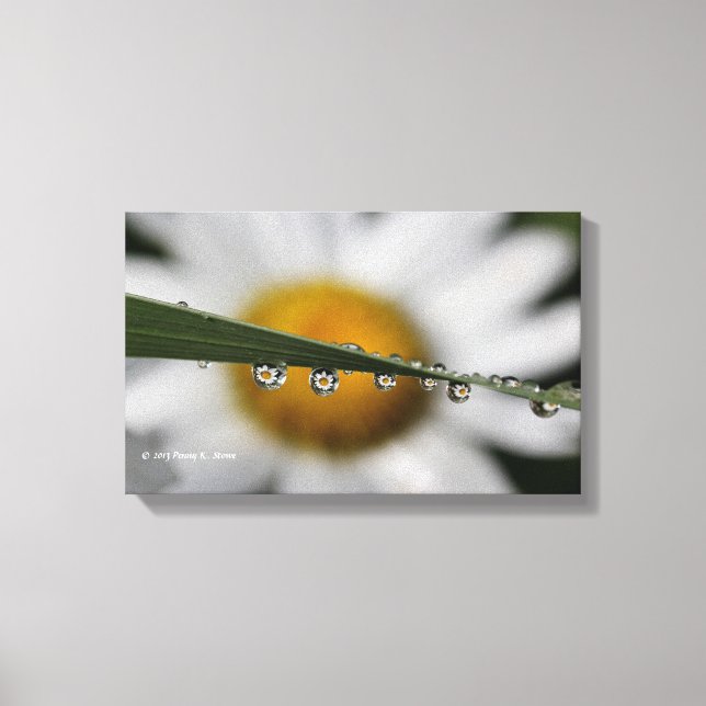 Toile Daisy Drops photo nature (Recto)