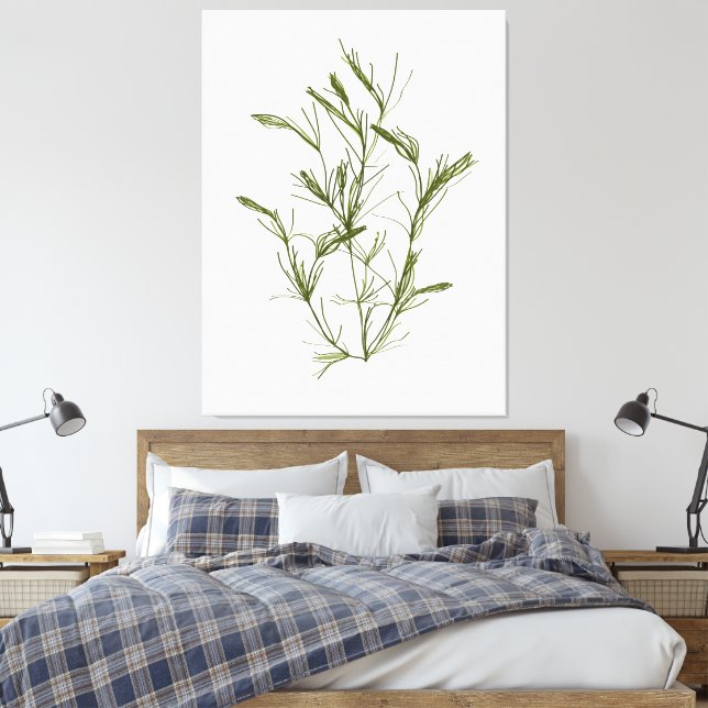 Toile d'algues Chara fragilis dessinée à la main I (Insitu(Chambre))