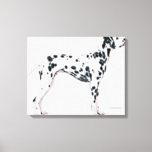 Toile Dalmatien 2 (Recto)