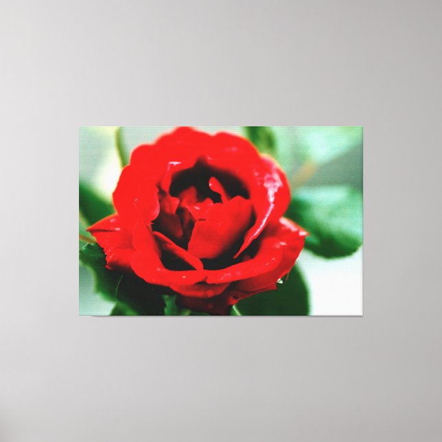 Toile d'amour Rose rouge Imprimer (Recto)