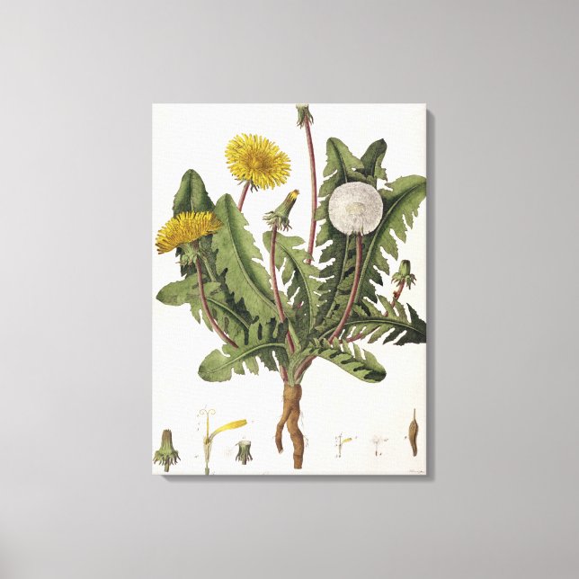 Toile Dandelion (gravure couleur) (Recto)