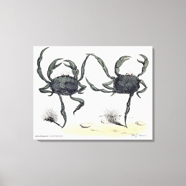 Toile Danser Des Crabes Sur Un Tissu (Recto)