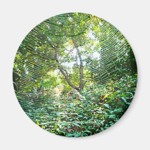 Toile d'araignée de globe - aimant