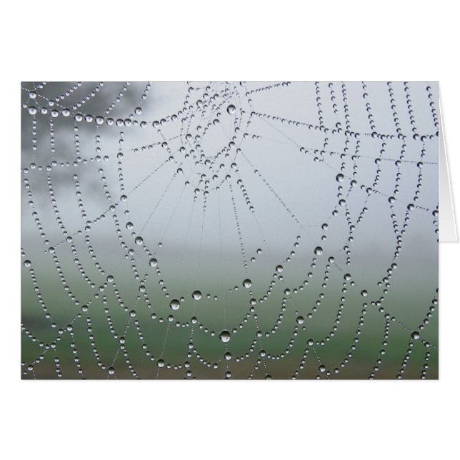 Toile d'araignée de rosée de matin (Devant horizontal)