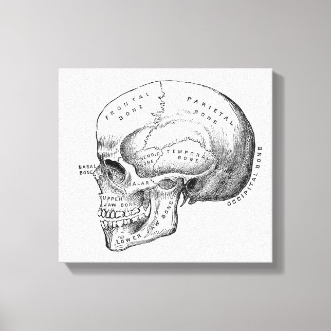 Toile Dark Academia Skull Canvas (Recto)