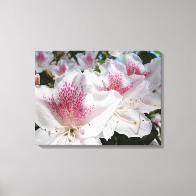 Toile d'art décoratif Fleurs d'azalée roses et bla (Recto)