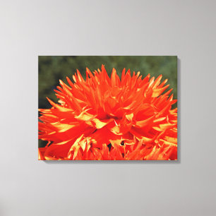 Toile d'art fleurs d'orange Dahlia Dahlias