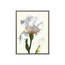 Toile d'art photo de fleur d'iris blanche
