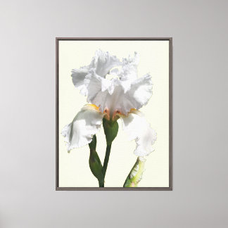 Toile d'art photo de fleur d'iris blanche