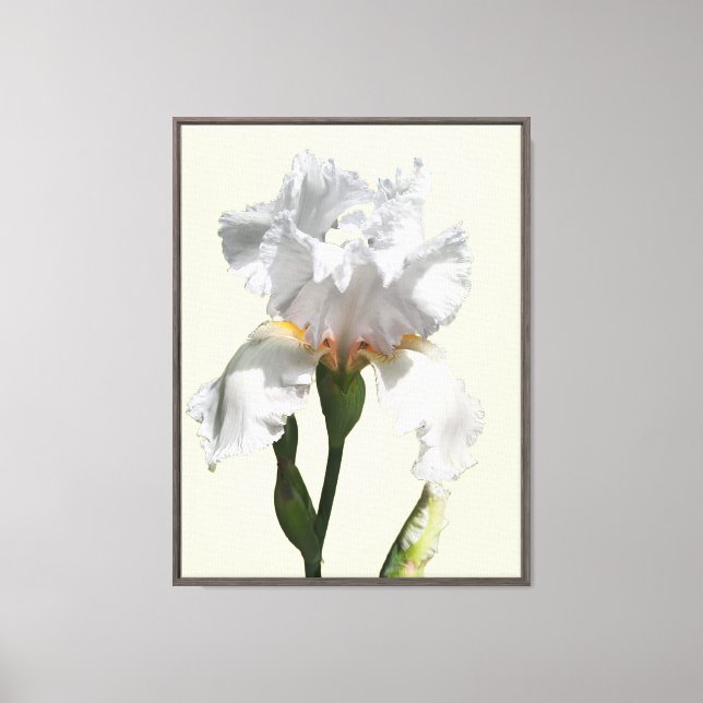 Toile d'art photo de fleur d'iris blanche (Recto)