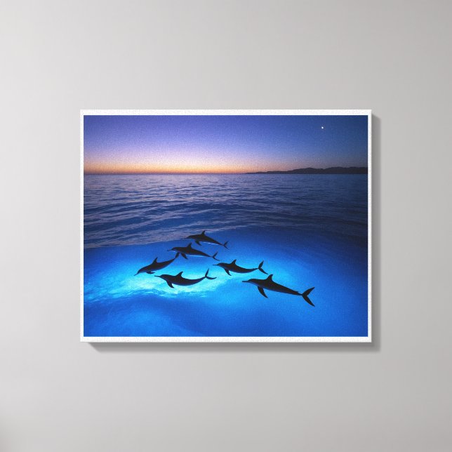 Toile Dauphins de minuit (Recto)