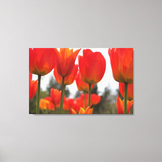 Toile De Belles Fleurs De Tulipes Rouges.