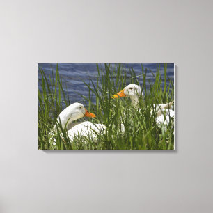 Toile de canard enrobée