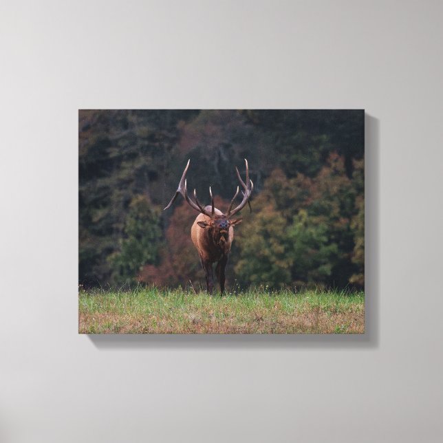 Toile de cerf (Recto)