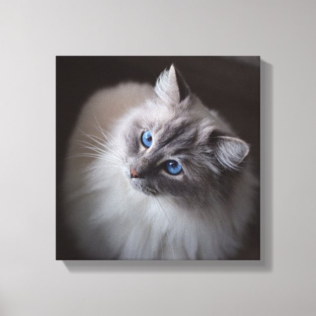 Toile de chat Ragdoll - Millie's Blue Eyes (Recto)