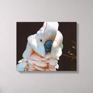 Toile de Cockatoo Moluccan