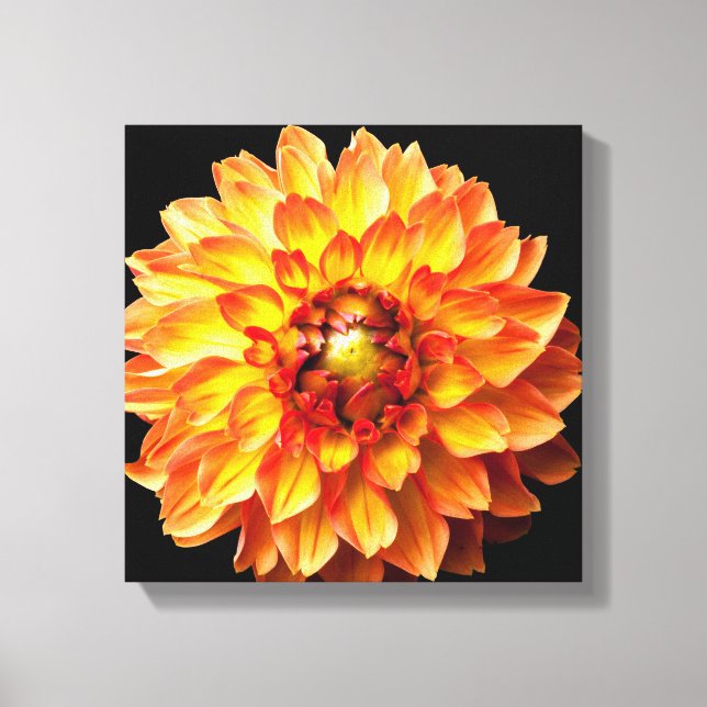 Toile de fleur Dahlia. (Recto)