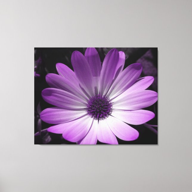 Toile de Fleur Purple Daisy Imprimer (Recto)