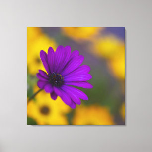 Toile de gérbera violette parmi des fleurs jaunes