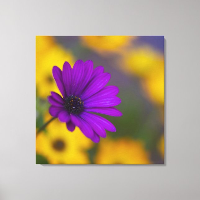 Toile de gérbera violette parmi des fleurs jaunes (Recto)