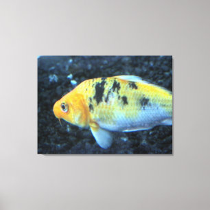 Toile de poisson rouge