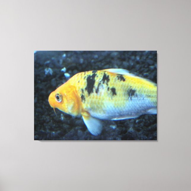 Toile de poisson rouge (Recto)