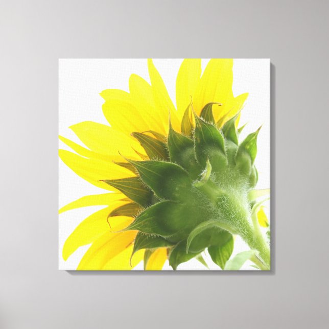 Toile de tournesol Fuzz Imprimer (Recto)